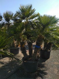 Chameorops Humilis